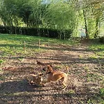 Prázdninový dům Entre Riviere & Bambous - Vue Riviere - Parc Arbore - Petfriendly *